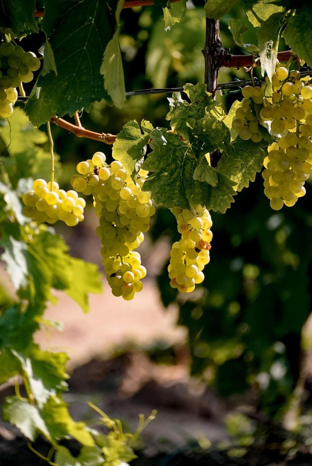 Wine Residence Cattunar Brtonigla Bagian luar foto