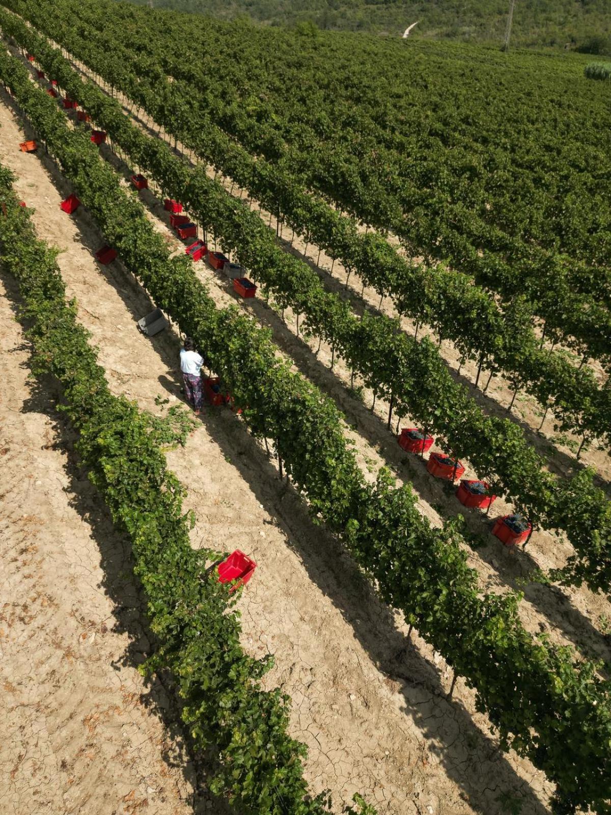 Wine Residence Cattunar Brtonigla Bagian luar foto